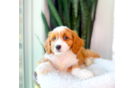 Cute Cavoodle Poodle Mix Puppy
