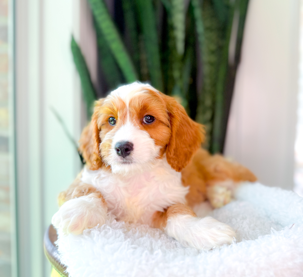Cute Cavoodle Poodle Mix Puppy