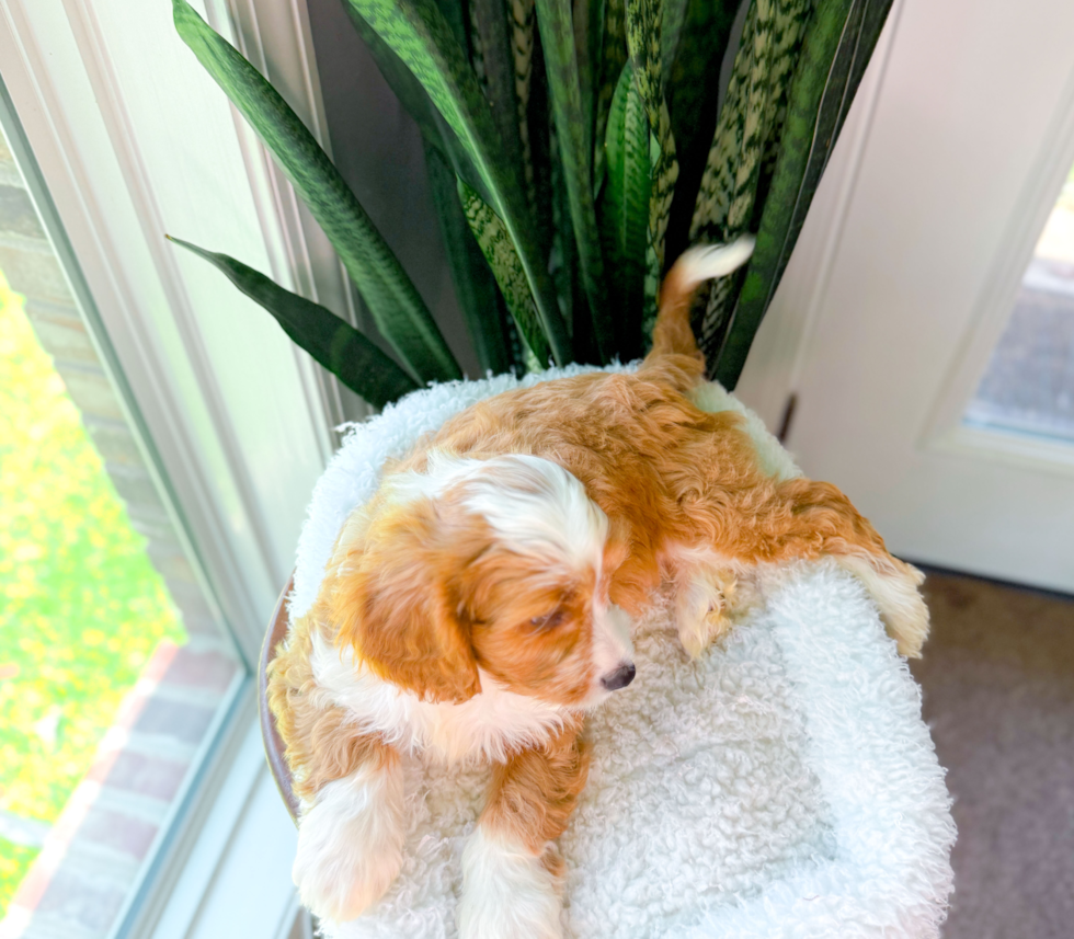 Cavapoo Pup Being Cute