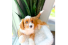 Cute Cavapoo Baby
