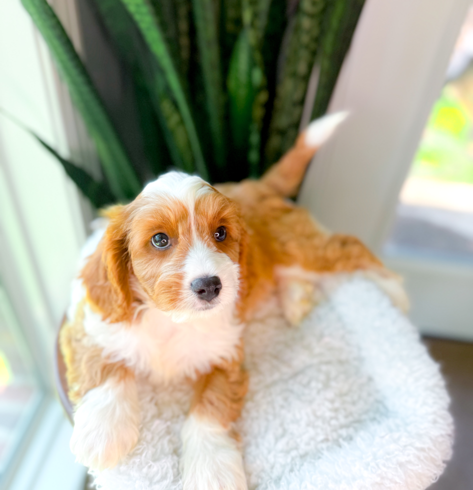 Cute Cavapoo Baby