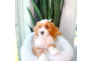 Cute Cavapoo Poodle Mix Pup