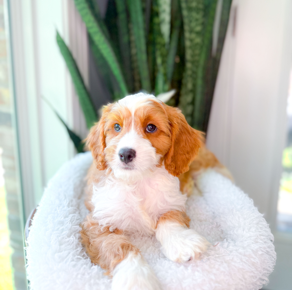 Cute Cavapoo Poodle Mix Pup
