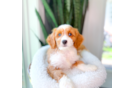 Cute Cavapoo Baby