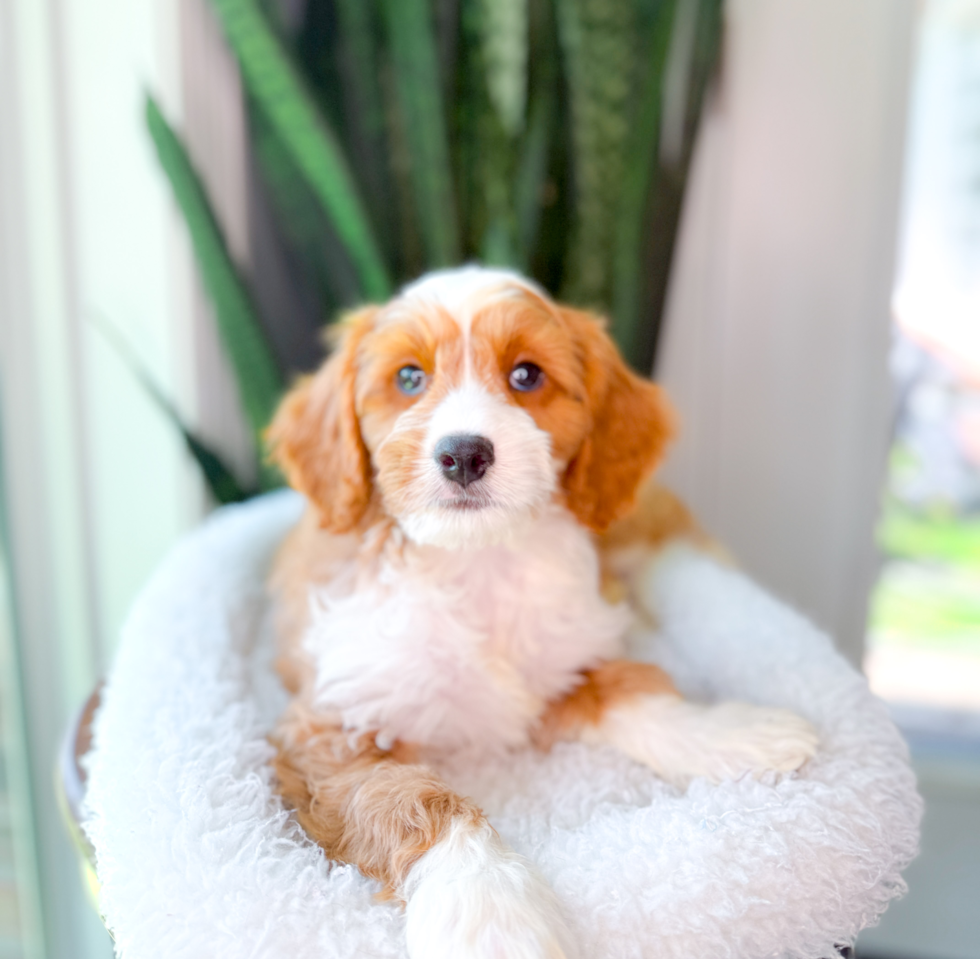 Cute Cavapoo Baby