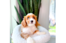 Cute Cavapoo Poodle Mix Pup