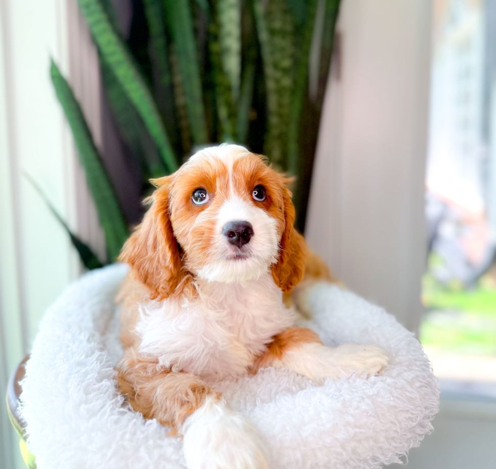 Cute Cavapoo Poodle Mix Pup