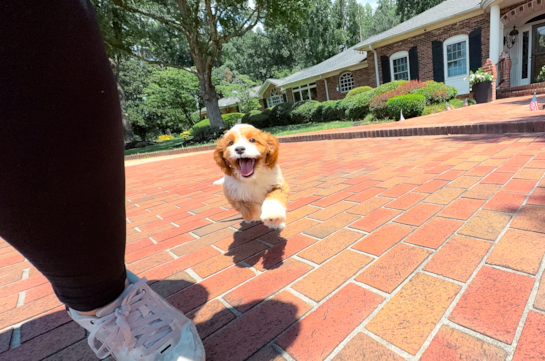 Cute Cavapoo Baby