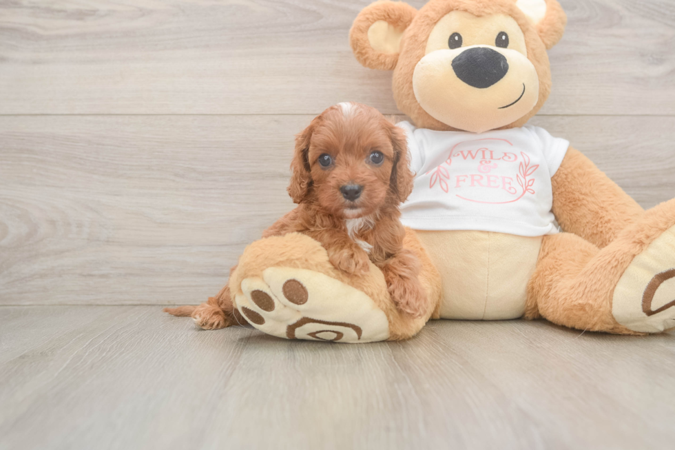 Energetic Cavoodle Poodle Mix Puppy