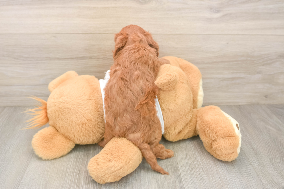 Smart Cavapoo Poodle Mix Pup