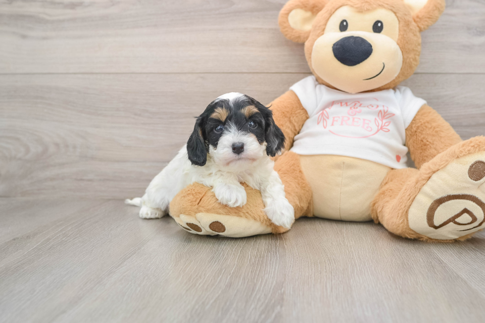 Cavapoo Puppy for Adoption