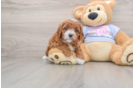 Best Cavapoo Baby