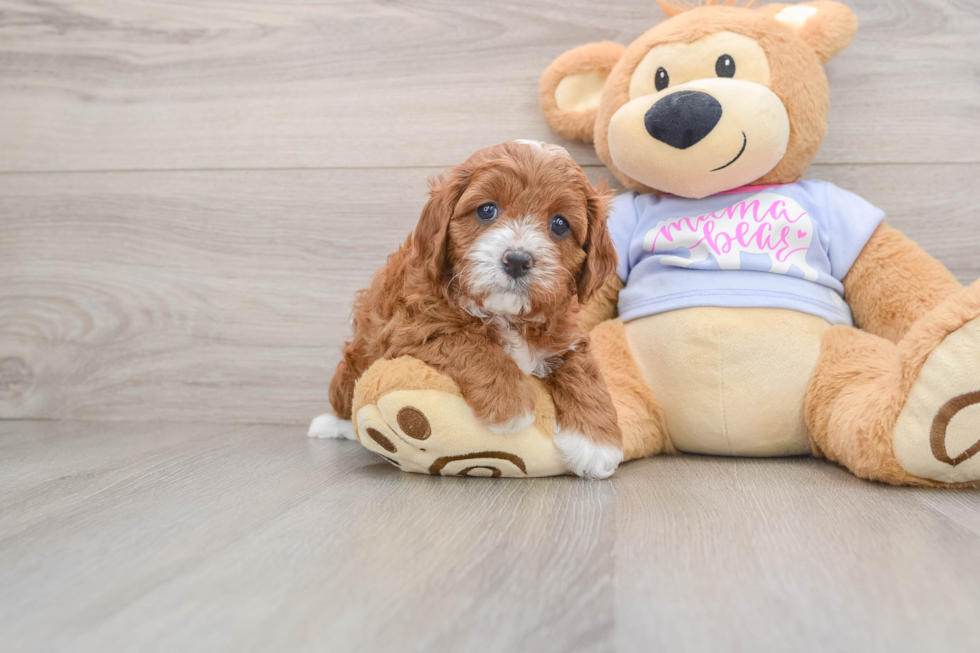 Best Cavapoo Baby