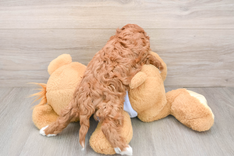 Popular Cavapoo Poodle Mix Pup