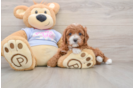 Best Cavapoo Baby