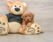 6 week old Cavapoo Puppy For Sale - Simply Southern Pups