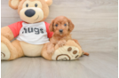 Best Cavapoo Baby