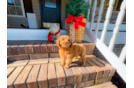 Cute Cavapoo Poodle Mix Pup