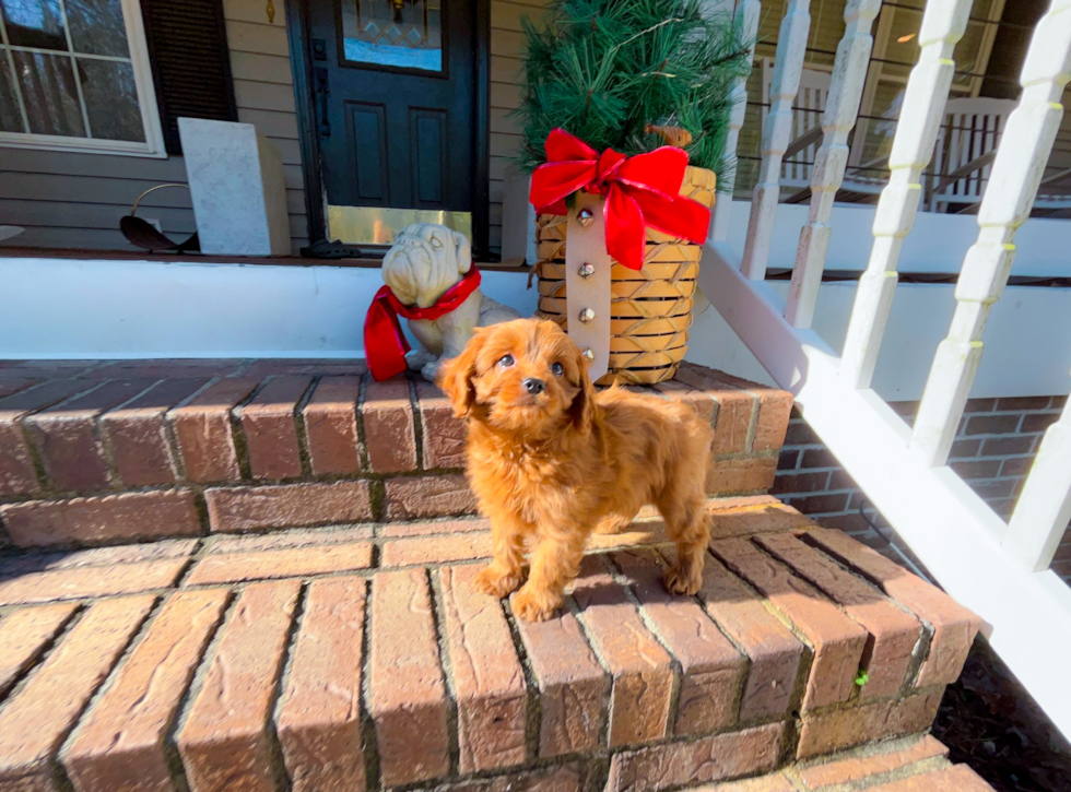 Cute Cavapoo Poodle Mix Pup