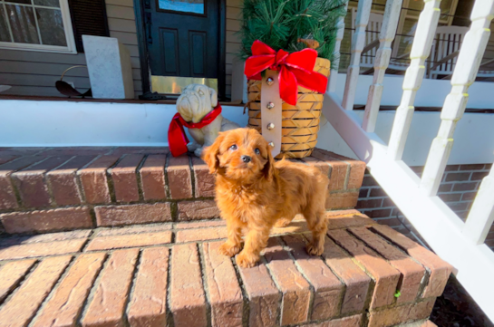 Cute Cavapoo Poodle Mix Pup