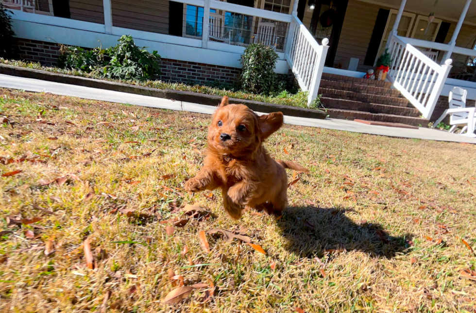 Cavapoo Puppy for Adoption