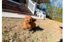 Best Cavapoo Baby