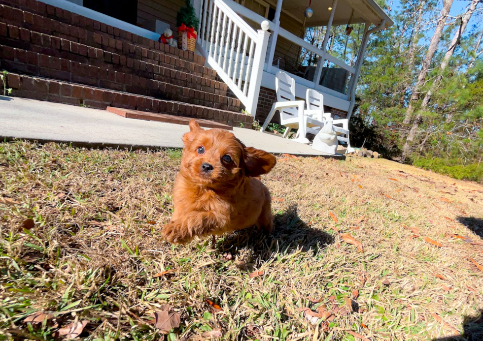 Best Cavapoo Baby