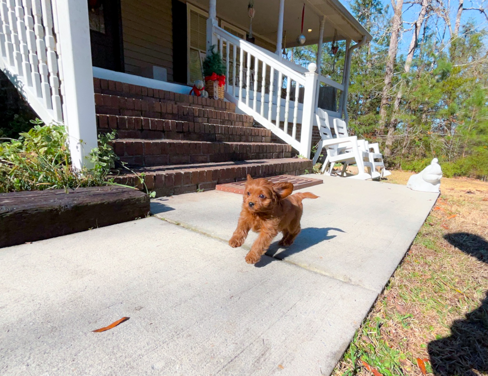 Cavapoo Puppy for Adoption