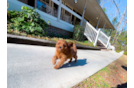 Cavapoo Pup Being Cute