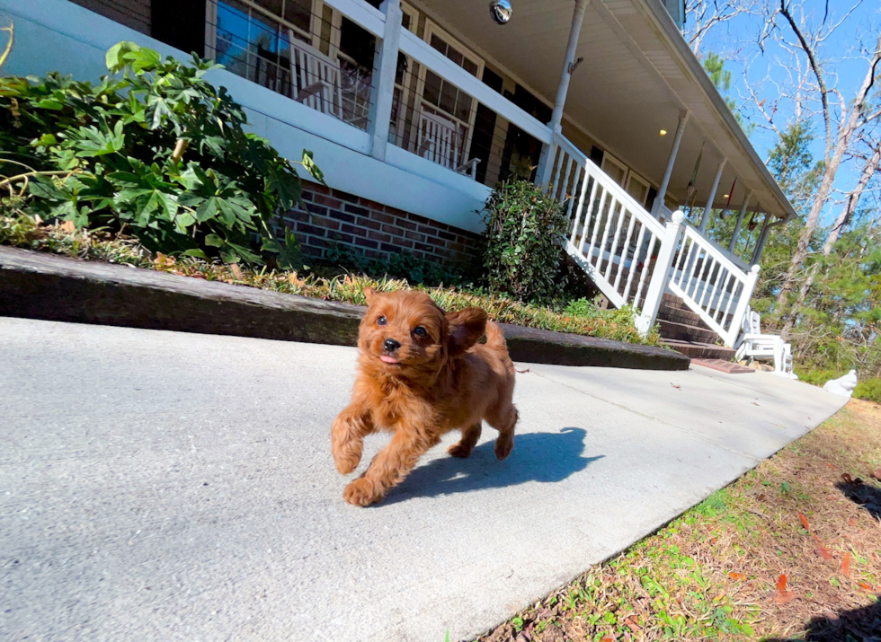 Cavapoo Pup Being Cute