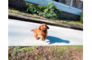 Cute Cavapoodle Poodle Mix Puppy