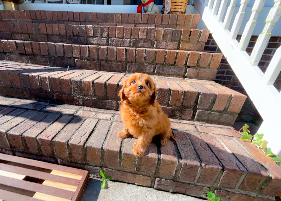 Best Cavapoo Baby