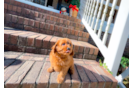 Cute Cavapoo Poodle Mix Pup