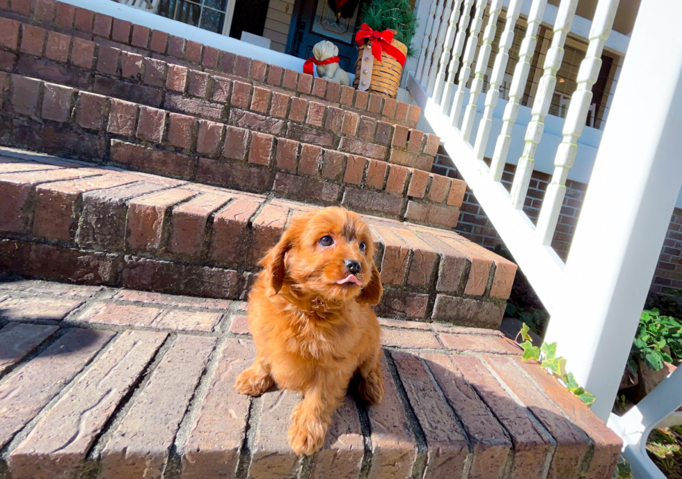 Cute Cavapoo Poodle Mix Pup