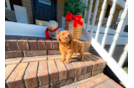 Cute Cavapoo Poodle Mix Pup