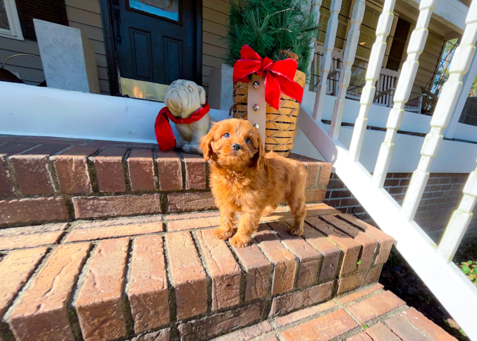 Cute Cavapoo Poodle Mix Pup