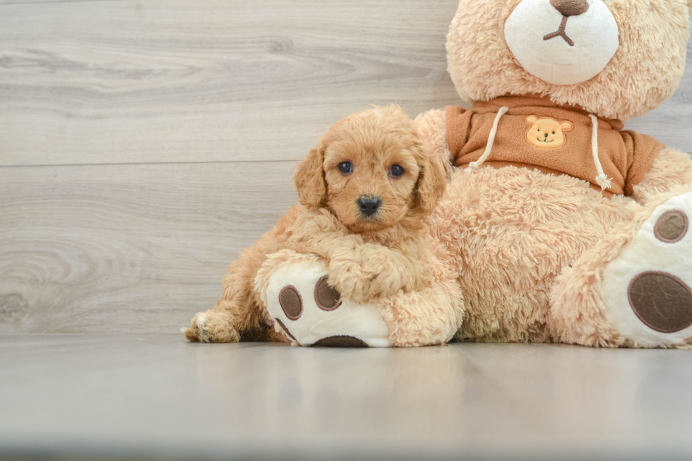 Fluffy Cavapoo Poodle Mix Pup