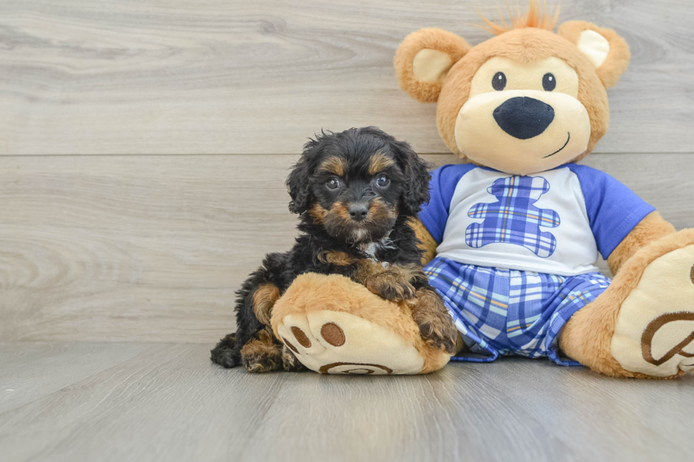 Energetic Cavoodle Poodle Mix Puppy