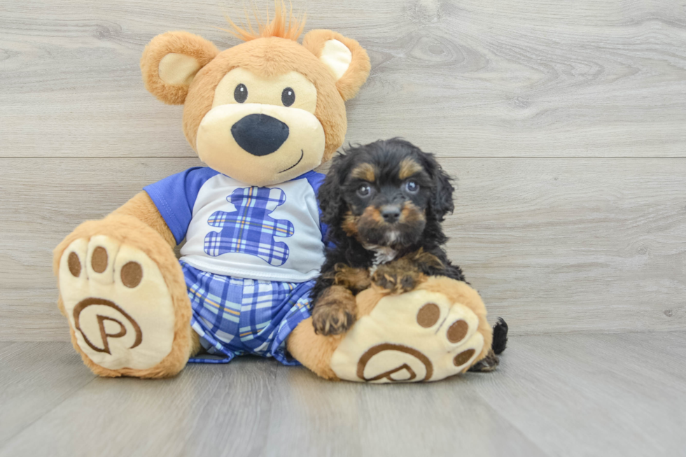 Playful Cavapoodle Poodle Mix Puppy