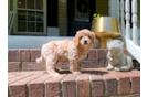 Cute Cavapoo Baby