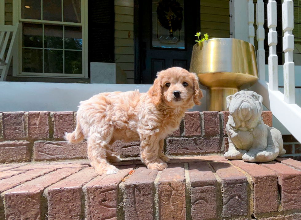 Cute Cavapoo Baby