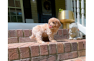 Cute Cavapoo Baby