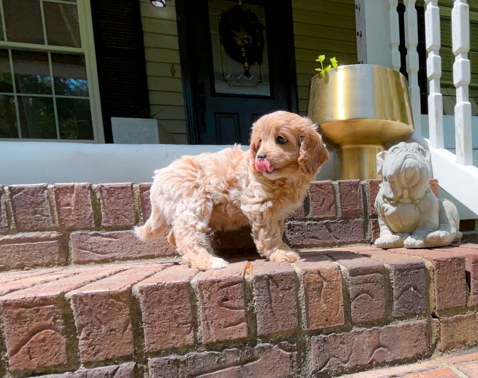 Cute Cavapoo Baby