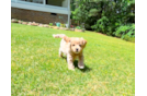Cute Cavalier King Charles Spaniel and Poodle Mix Poodle Mix Puppy