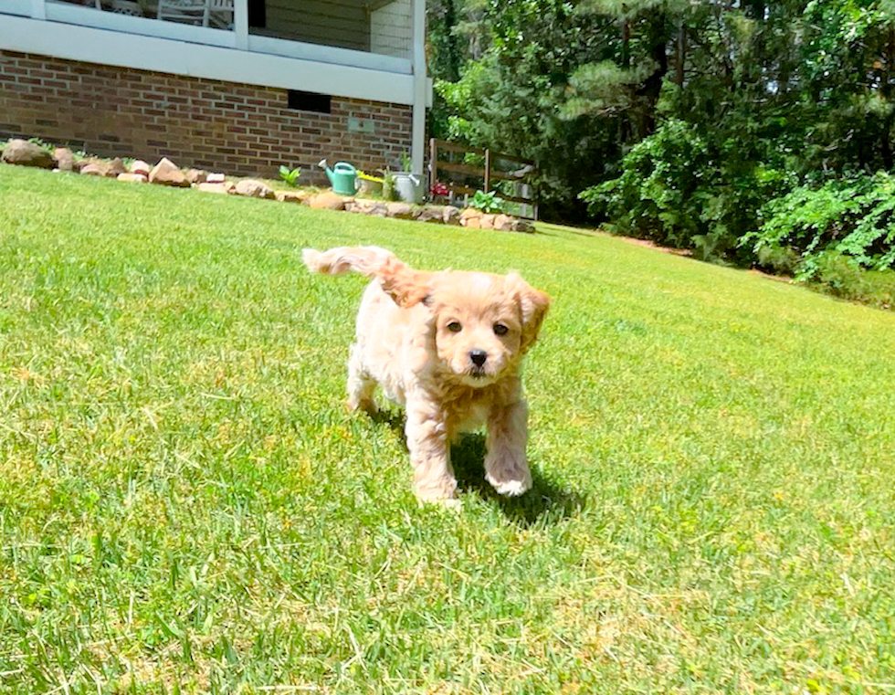 Cute Cavalier King Charles Spaniel and Poodle Mix Poodle Mix Puppy