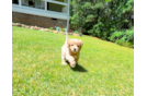 Cute Cavapoodle Poodle Mix Puppy