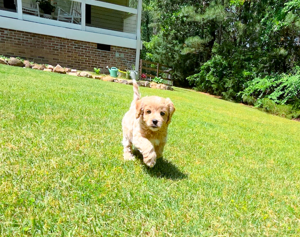 Cute Cavapoodle Poodle Mix Puppy