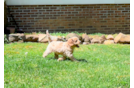 Cute Cavapoo Baby