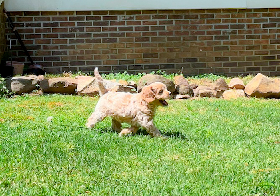Cute Cavapoo Baby