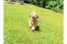 Cavapoo Pup Being Cute